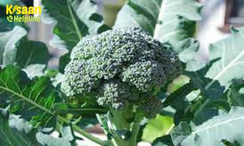 Broccoli (ब्रोकोली)